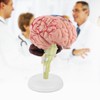 Human Brain Model, Plastic Brain Model, Easy to Carry, Disassembled