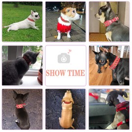 PETCARE Spiked Dog Collar Soft Pu Leather Funny Mushrooms Rivet Spike Studded Puppy Adjustable Outdoor Dog Collars for Small Medium Large Dogs Cats