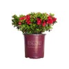 Encore Azalea Autumn Fire (3 Gallon) Red Double Blooms Flowering