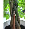 12 Hours Large Sage Incense Stick，Jumbo Outdoor Incense Sticks Long