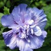 Proven Winners Hibiscus syriacus Blue Chiffon Rose of Sharon 4"