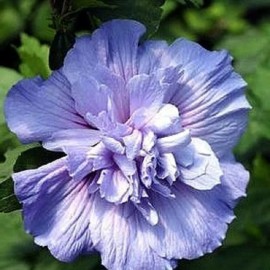 Proven Winners Hibiscus syriacus Blue Chiffon Rose of Sharon 4" Pot Live Plant Proven Winners