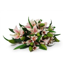 Deluxe Pink Lily Bouquet of 13 Stems Stargazer Lilies without Vase