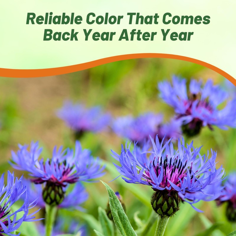 Outsidepride Montana Blue Cornflower Seeds for Planting - 1000 Pcs.