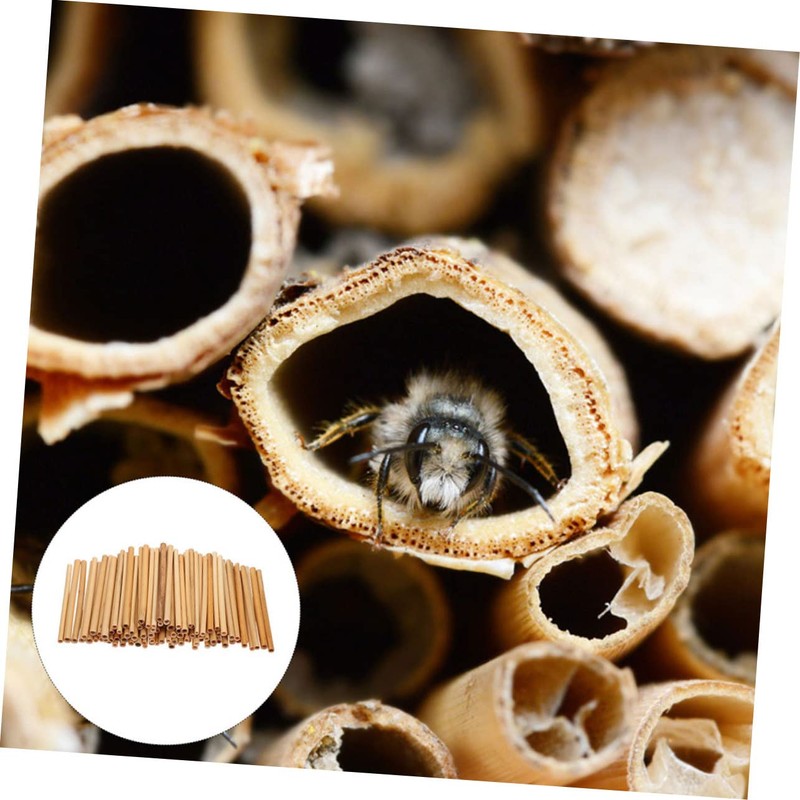 CIYODO 50pcs Bee Tubes for Beekeepers Natural Phragmite Habitat Easy