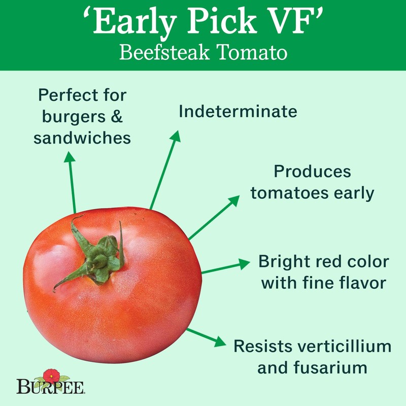 Burpee 'Early Pick VF' Hybrid | Red Beefsteak Slicing Tomato