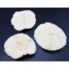 3-Pack: White Mushroom Coral Home Decor Nautical 3"+ Aquarium Coastal