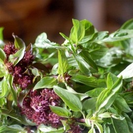 Licorice (Anise) Basil Herb Garden Seeds - 1 Oz - Non-GMO, Heirloom - Culinary Gardening Seeds - Ocimum basilicum