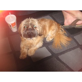 CLONE KING  Replacement pump for CLONE KING 64 Site Cloning Machine