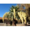 Buy Rare Seeds Brahea armata | Blue Hesper & Mexican-Blue