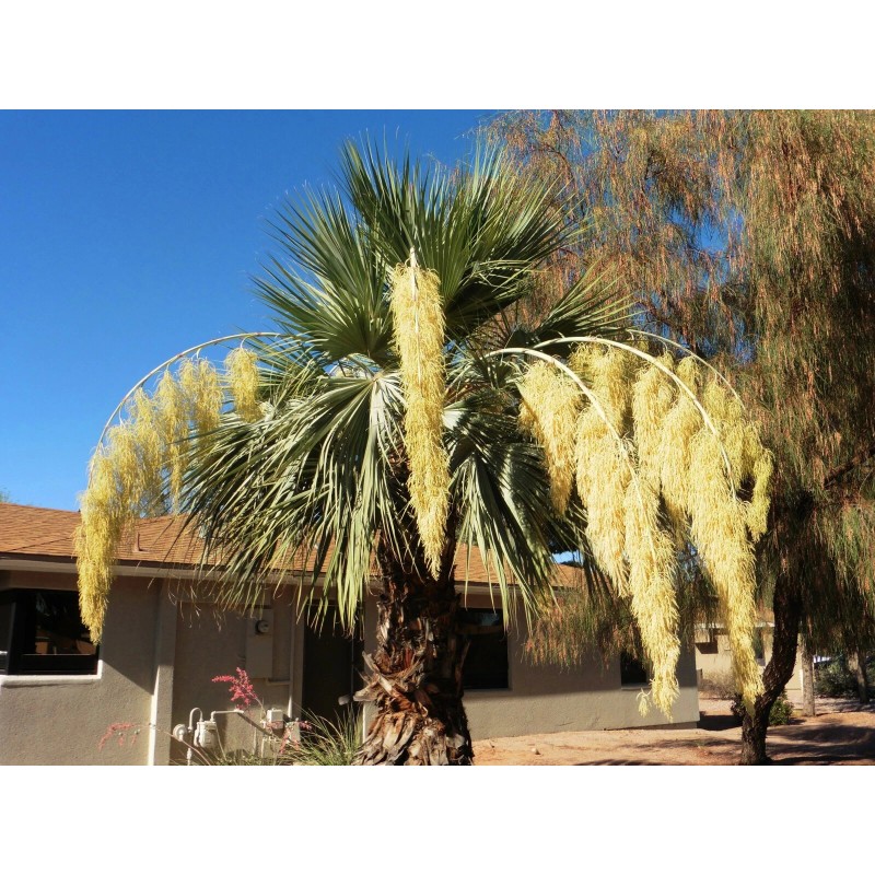 Buy Rare Seeds Brahea armata | Blue Hesper & Mexican-Blue