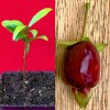 9waters Cherry of the Rio Grande Eugenia Involucrata aggregata Tropical