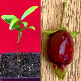 9waters Cherry of the Rio Grande Eugenia Involucrata aggregata Tropical Fruit Tree Potte