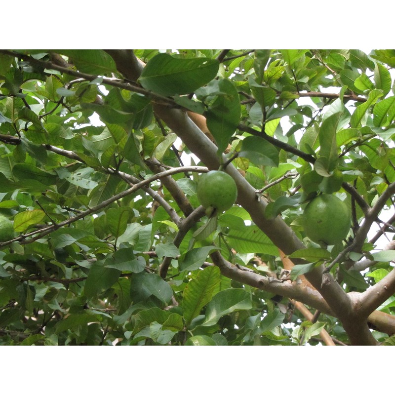 Dried Guava Leaves, Hojas de Guayaba, Loose Guava Leaf Tea