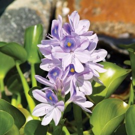 5 Live Water Hyacinth Plants, Purple Flowers, Floating Aquatic Plants for Ponds and Water Gardens