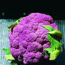 NIKA SEEDS - Seeds Vegetable Cauliflower Purple Cabbage - 100 Seeds
