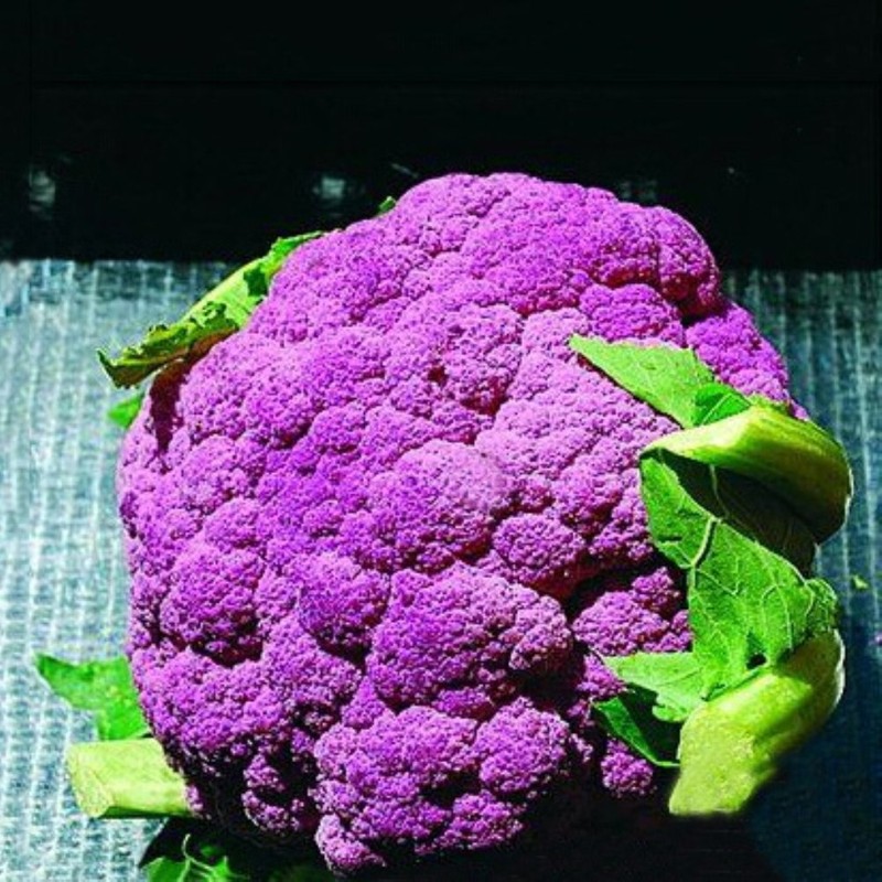 NIKA SEEDS - Seeds Vegetable Cauliflower Purple Cabbage - 100