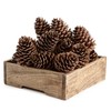 ANDALUCA Pinecone Vase & Bowl Fillers | Scented Pine Cones