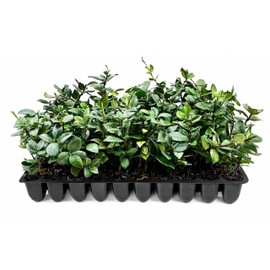 Star Jasmine | 30 Live Plants | Trachelospermum Jasminoides | Fragrant Blooming Evergreen Vine, Low Maintenance, Climbing, White Flowers, Attracts Pollinators, Drought Tolerant