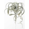 Aska A-42476-063G asca Xylographica Gray Green Total Length 13.8 inches