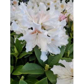 Live Plant from Green Promise Farms - Rhododendron cat. Cunninghams White #2 Gallon Size Container White Flowers