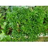 home grown Thai Chilli Super 30+ HEIRLOOM Seeds Very High