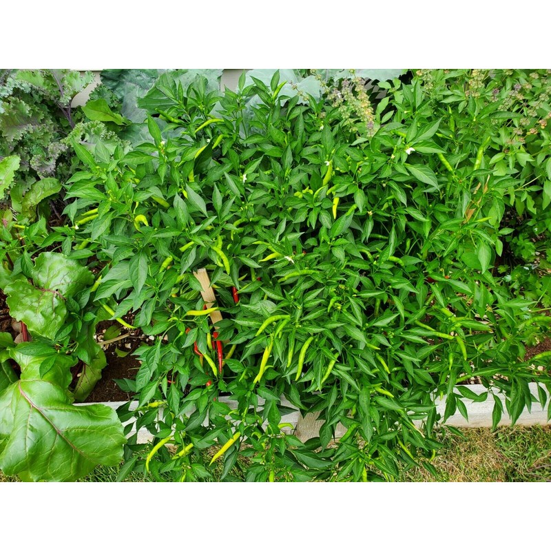 home grown Thai Chilli Super 30+ HEIRLOOM Seeds Very High