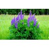 KIRA SEEDS - Seeds Blue Lupin - Perennial Flowers for