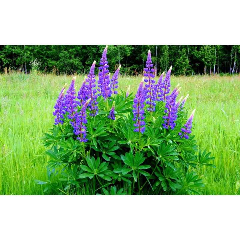 KIRA SEEDS - Seeds Blue Lupin - Perennial Flowers for