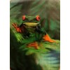 3-D Lenticular Wildlife Trading Card Set - Bear-Frog-Wolf