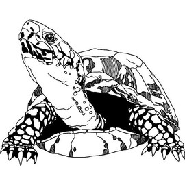 'Tortoise' Rubber Stamp - Unmounted Design for Crafting & Scrapbooking, A7 (RS00000401)