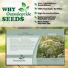 Outsidepride 2000 Seeds Annual Cumin Herb Garden Seed for Planting