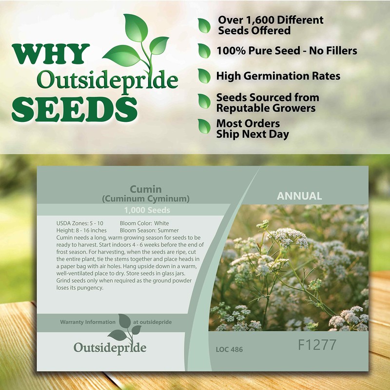 Outsidepride 2000 Seeds Annual Cumin Herb Garden Seed for Planting