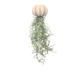 Jelly Moss, Spanish Moss, with Hanging Urchin Shell, Tillandsia Air Plant, Live Airplant, Healthy Arrival Guaranteed, Great Indoor & Outdoor Plant, Home Decor & Gift (Sputnik Urchin Jelly Moss)