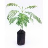 Live Blue Jacaranda Tree Seedling Starter Plug 3-6+ Inches Jacaranda