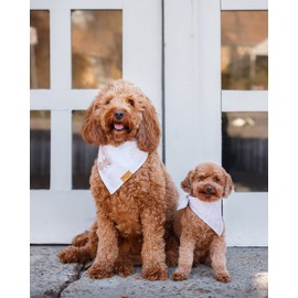 Remy+Roo Bandanas para perros – Paquete de 4 | Shannon | Tela duradera de alta calidad | Forma única | Ajuste ajustable | Múltiples tamaños disponibles (pequeño)