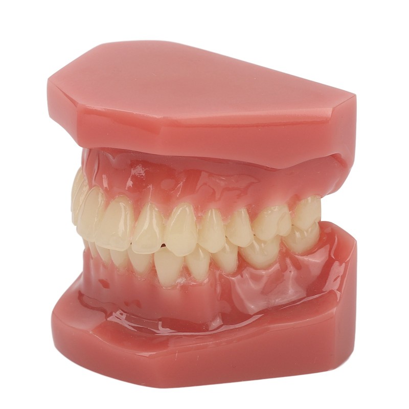 Tooth Model 28 Teeth Dental Orthodontic Model Teaching Study Supplies