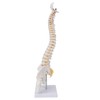 Vertebral Column Model Flexible Spine Caudal Vertebra Anatomical Model with