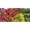 My Seeds 1000+ Red Amaranth Edible Herb Seeds / Rau