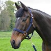 Y-H HY Rose Gold Lead Rope & Head Collar Full