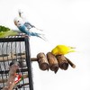 Vogelgaleria® Nibble Paradise for Birds - Activity Toy for Budgies,