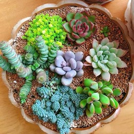 100pcs Mixed Rare Succulent Seeds, Mult-Color Indoor/Outdoor Plant