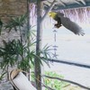 Happyyami Plastic Large Eagle Shaped Bird Deterrent Lifelike Flying Hawk