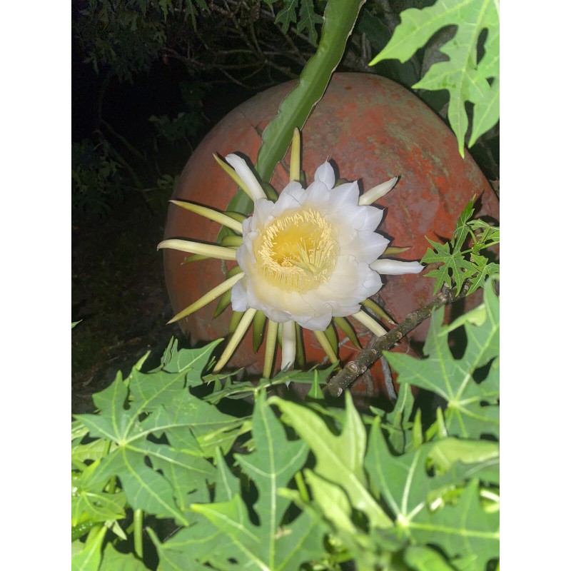 Cactus 2X Queen 12" CACTUS ORCHIDs NIGHT BLOOMING CEREUS