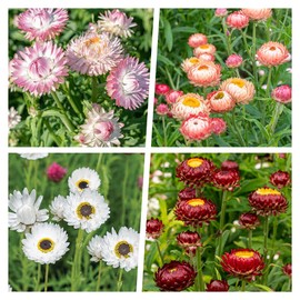 2500+ Perennial Mixed Strawflower Flower Seeds for Planting Outdoors-Attracts Bees&Butterflies Fragrant Butterfly
