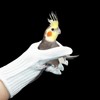 QBLEEV Bird Training Anti-Bite Gloves, Parrot Chewing Working Protective Gloves