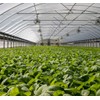 Garden Netting Pest Barrier: 10'x100' Fine Bug Netting for Garden