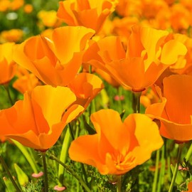 UtopiaSeeds California Poppy Seeds - Orange Poppies - California State Flower