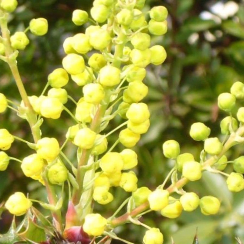 Palm Beach Medicinal Herbs - Tall Oregon Grape (Mahonia aquifolium)