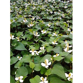 2.1 oz (60 g) Naturally Cultivated (Does Not Use Pesticides or Chemical Fertilizers) [Made in Japan 100% Azumino] Dokudami Tea Produced in the Year